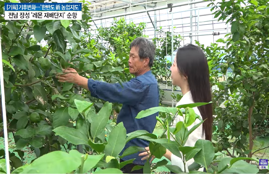 기후 변화가 그린 '한반도 新농업지도' 한국의 레몬 주산지를 꿈꾼다. 장성 레몬 재배단지 '순항'